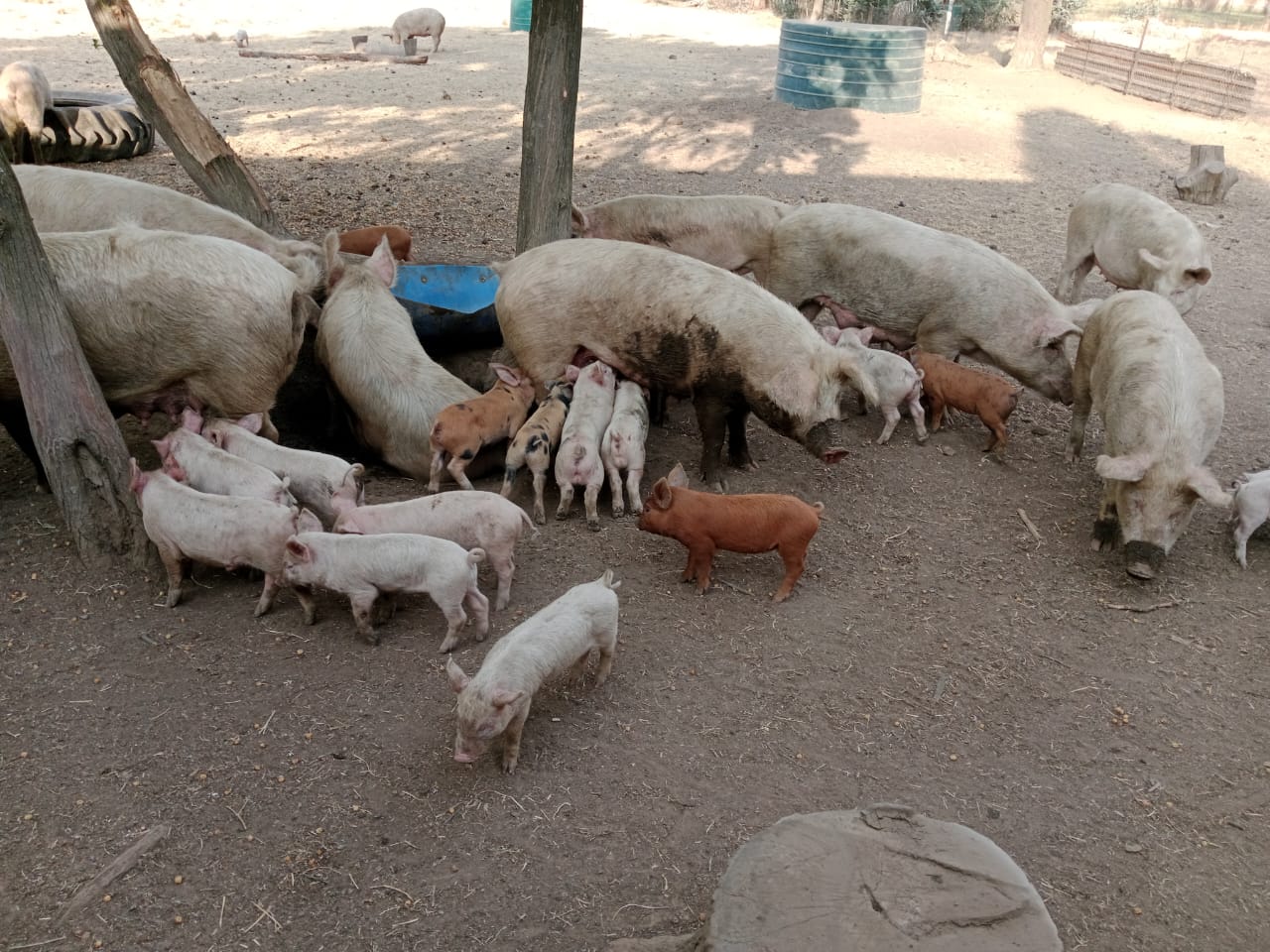 Farm Site